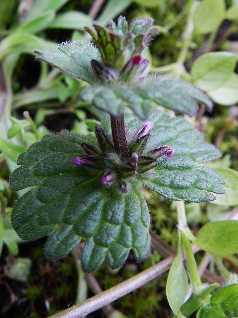 Lido di Venezia (VE) : Lamium amplexicaule